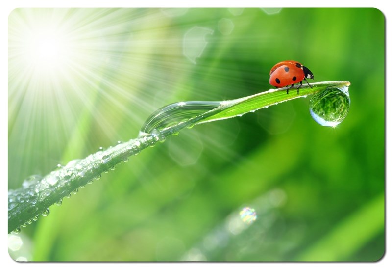 Esperanza EA133 mouse pad Multicolor