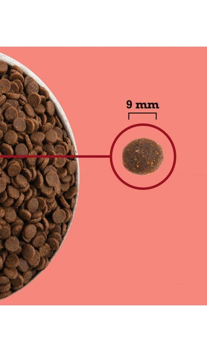 ACANA Highest Protein Indoor Cat - dry cat food - 1,8kg