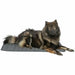 Airbed Trixie Dark grey 120 × 80 CM Dog - Домашни Животни<<<Дом Градина<<<BigBuy&&&Къщички и легълца<<<Домашни