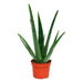 ALOE VERA - Нецъфтящи растения<<<Стайни растения<<<Градина<<<Praktiker
