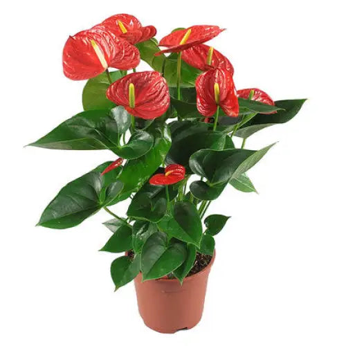 ANTHURIUM - Цъфтящи растения<<<Стайни растения<<<Градина<<<Praktiker