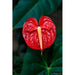 ANTHURIUM - Цъфтящи растения<<<Стайни растения<<<Градина<<<Praktiker