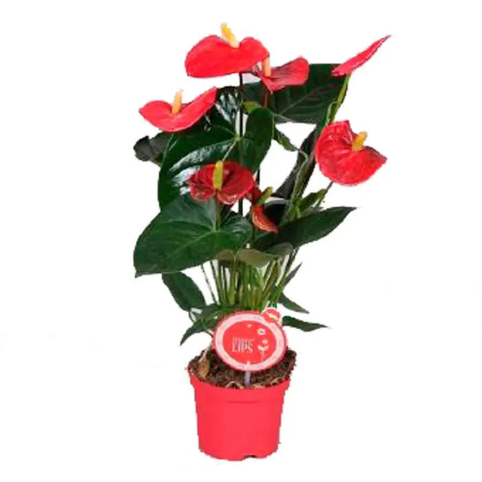 ANTHURIUM TURENZA/ROYAL MIX - Цъфтящи растения<<<Стайни растения<<<Градина<<<Praktiker