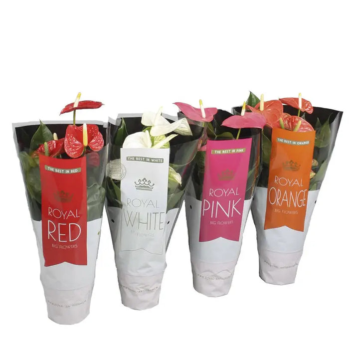 ANTHURIUM TURENZA/ROYAL MIX - Цъфтящи растения<<<Стайни растения<<<Градина<<<Praktiker