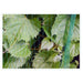 ANTI-BIRD NETTING 5X10M BRADAS AS-BN71919510 - Предпазни мрежи<<<Мрежи и огради<<<Градина<<<Praktiker&&&Предпазни