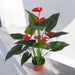 ARTIFICIAL ANTHURIUM PLANT 55CM HD HD-10991 - Изкуствени растения<<<Стайни растения<<<Градина<<<Praktiker