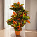 ARTIFICIAL CROTON PLANT 95CM HD HD-10977 - Изкуствени растения<<<Стайни растения<<<Градина<<<Praktiker