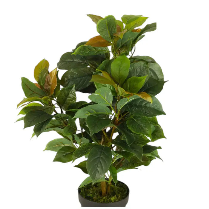 ARTIFICIAL FICUS PLANT 65CM HD HD-10982 - Изкуствени растения<<<Стайни растения<<<Градина<<<Praktiker