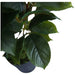 ARTIFICIAL FICUS PLANT 65CM HD HD-10982 - Изкуствени растения<<<Стайни растения<<<Градина<<<Praktiker