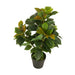 ARTIFICIAL FICUS PLANT 65CM HD HD-10982 - Изкуствени растения<<<Стайни растения<<<Градина<<<Praktiker