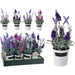 ARTIFICIAL LAVENDER PLANT 29CM 317353900 - Изкуствени растения<<<Стайни растения<<<Градина<<<Praktiker