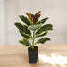ARTIFICIAL PLANT AGLAONEMA 60CM HD HD-10976 - Изкуствени растения<<<Стайни растения<<<Градина<<<Praktiker