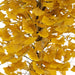 ARTIFICIAL PLANT GINKO BILOBA 145CM HD HD-10985 - Изкуствени растения<<<Стайни растения<<<Градина<<<Praktiker
