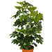 ARTIFICIAL PLANT SCHEFLERA 65CM HD HD-10980 - Изкуствени растения<<<Стайни растения<<<Градина<<<Praktiker