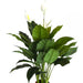 ARTIFICIAL SPATIPHILUM PLANT 105CM HD HD-10988 - Изкуствени растения<<<Стайни растения<<<Градина<<<Praktiker