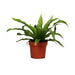 ASPLENIUM ANTIQUUM - Нецъфтящи растения<<<Стайни растения<<<Градина<<<Praktiker