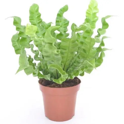 ASPLENIUM CRISPY WAVE - Нецъфтящи растения<<<Стайни растения<<<Градина<<<Praktiker