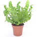 ASPLENIUM CRISPY WAVE - Нецъфтящи растения<<<Стайни растения<<<Градина<<<Praktiker