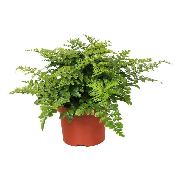 ASPLENIUM PARVATI - Нецъфтящи растения<<<Стайни растения<<<Градина<<<Praktiker