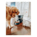 Automatic feeder PetSafe Black Stainless steel - Домашни Животни<<<Дом Градина<<<BigBuy&&&Купички за храна и