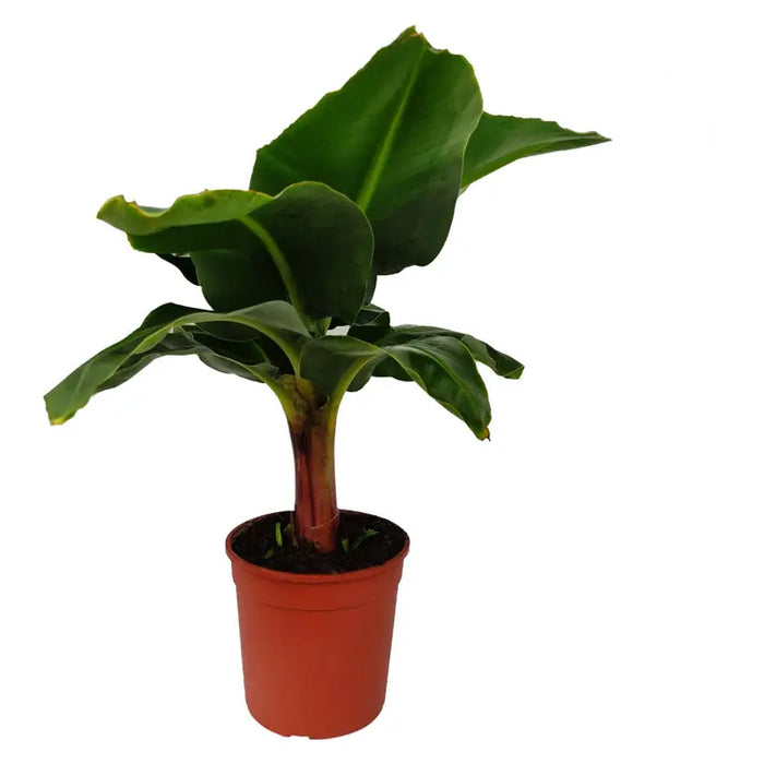 BANANA F17CM 70CM - Цъфтящи растения<<<Стайни растения<<<Градина<<<Praktiker