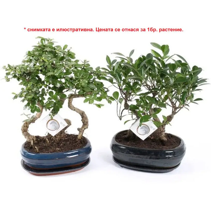 BONSAI - Бонсаи<<<Стайни растения<<<Градина<<<Praktiker