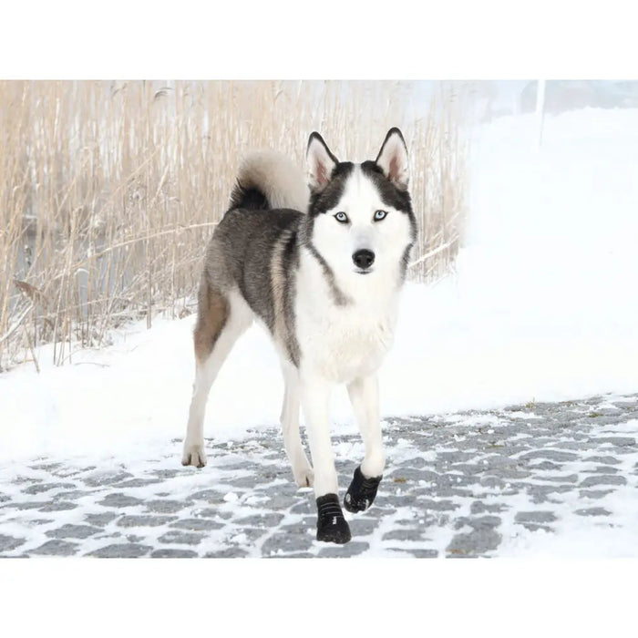 Boots Trixie - Домашни Животни<<<Дом Градина<<<BigBuy&&&Пътуване и разходки<<<Домашни Животни<<<Дом Градина<<<BigBuy