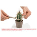 CACTUS HD MAINTENANCE SET - Кактуси<<<Стайни растения<<<Градина<<<Praktiker