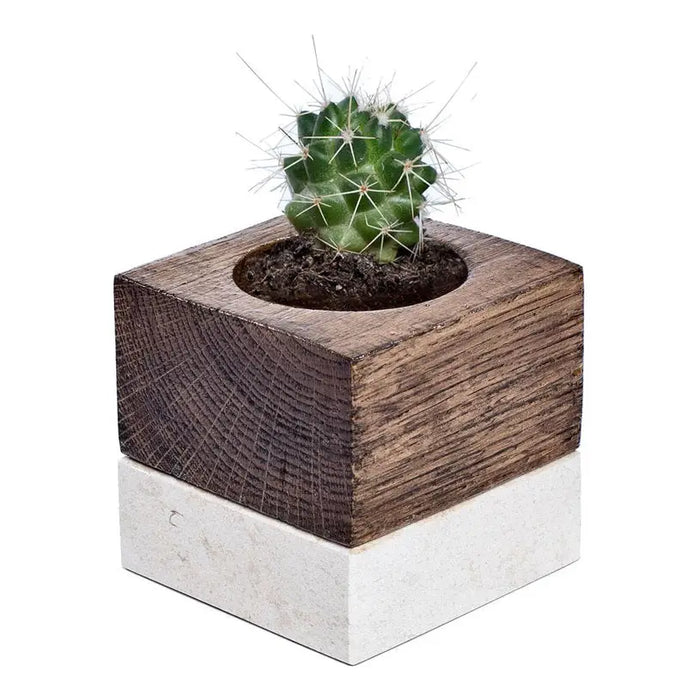 CACTUS POT F8CM EHINO - Кашпи<<<Саксии кашпи и цветарници<<<Градина<<<Praktiker&&&Кашпи<<<Саксии кашпи и