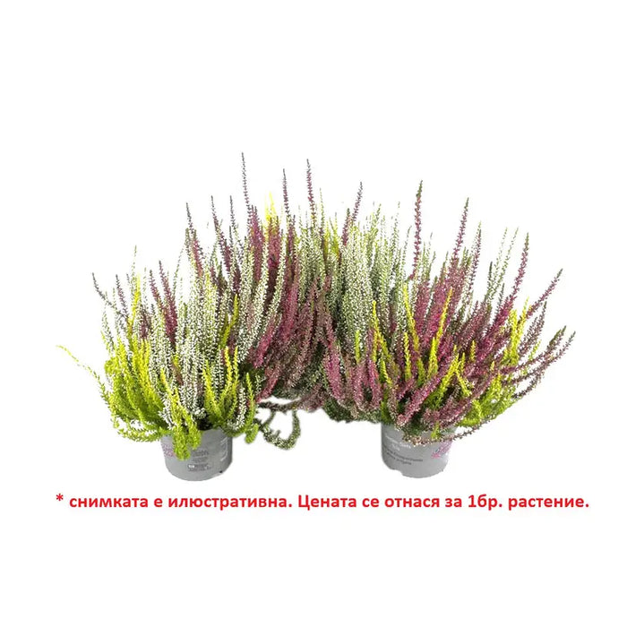 CALUNA - Цъфтящи храсти и дръвчета<<<Външни растения<<<Градина<<<Praktiker