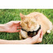 Cat Collar PetSafe Prf-3004xw-20 - Домашни Животни<<<Дом Градина<<<BigBuy&&&Пътуване и разходки<<<Домашни Животни<<<Дом