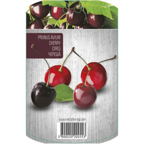 CHERRY WITH PACKAGED ROOT EKZOTIKA - Овошки<<<Външни растения<<<Градина<<<Praktiker