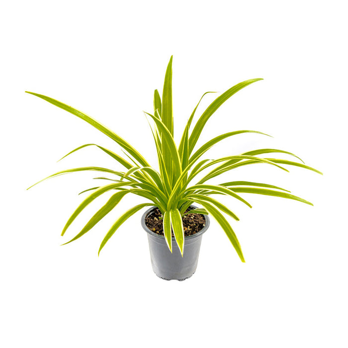 CHLOROPHYTUM - Вечнозелени храсти и дръвчета<<<Външни растения<<<Градина<<<Praktiker