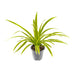 CHLOROPHYTUM - Вечнозелени храсти и дръвчета<<<Външни растения<<<Градина<<<Praktiker