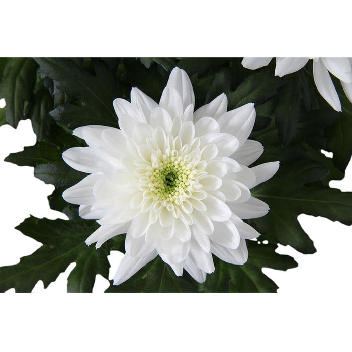 CHRYSANTHEMUM SUPERNOVA - Цъфтящи храсти и дръвчета<<<Външни растения<<<Градина<<<Praktiker