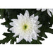 CHRYSANTHEMUM SUPERNOVA - Цъфтящи храсти и дръвчета<<<Външни растения<<<Градина<<<Praktiker