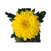 CHRYSANTHEMUM SUPERNOVA - Цъфтящи храсти и дръвчета<<<Външни растения<<<Градина<<<Praktiker