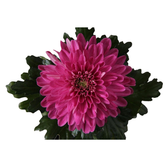 CHRYSANTHEMUM SUPERNOVA - Цъфтящи храсти и дръвчета<<<Външни растения<<<Градина<<<Praktiker