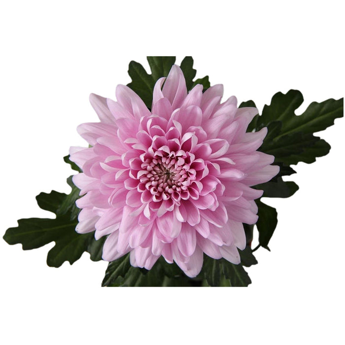 CHRYSANTHEMUM SUPERNOVA - Цъфтящи храсти и дръвчета<<<Външни растения<<<Градина<<<Praktiker