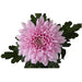 CHRYSANTHEMUM SUPERNOVA - Цъфтящи храсти и дръвчета<<<Външни растения<<<Градина<<<Praktiker