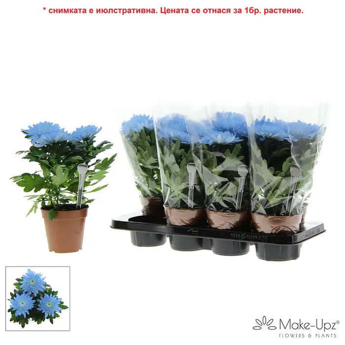 CHRYSANTHEMUM ZEMBLA NEXT - Цъфтящи храсти и дръвчета<<<Външни растения<<<Градина<<<Praktiker