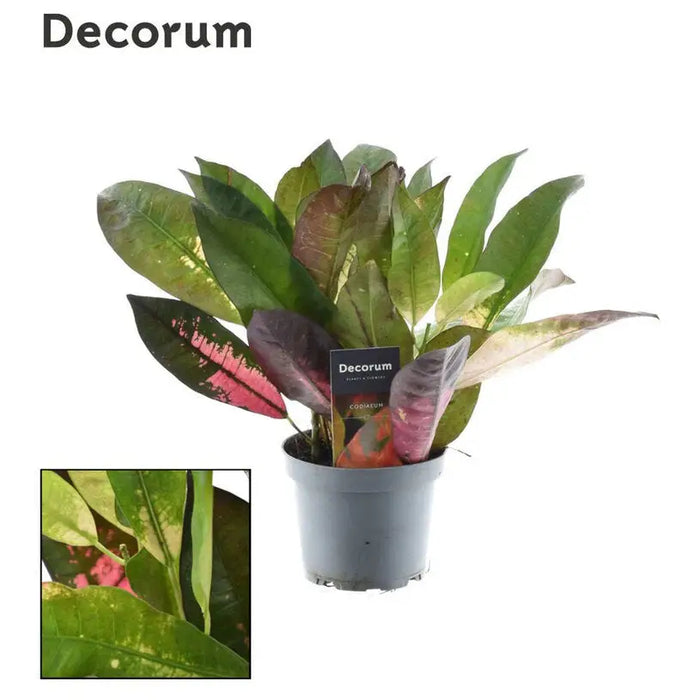 CROTON MRS ICETON - Нецъфтящи растения<<<Стайни растения<<<Градина<<<Praktiker
