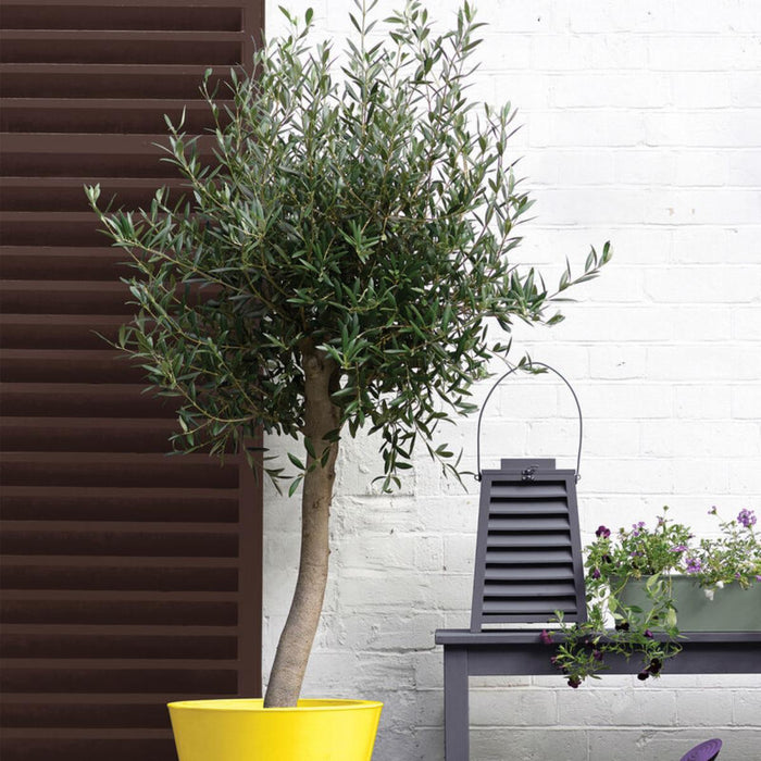 PAINT SANDTEX GLOSS CHESTNUT BROWN 0.750L