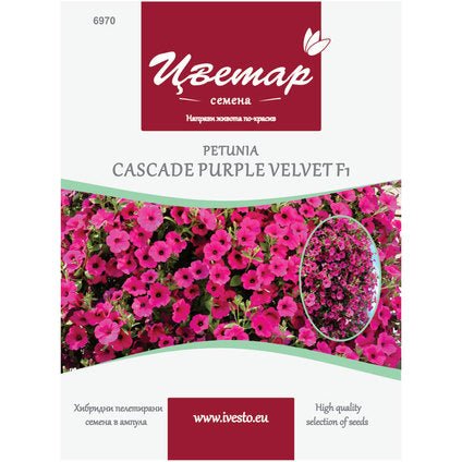 HYBRID PELLETTED SEEDS PETUNIA CASCADE PURPLE VELVET FLOWER