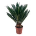CYCAS - Нецъфтящи растения<<<Стайни растения<<<Градина<<<Praktiker