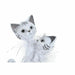 Decorative Figure DKD Home Decor 15 x 10 x 29 cm White Cats Romantic - Декорация и Осветление<<<Дом