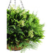 DECORATIVE LANDSCAPING HANGING BASKET F28CM HD FERN - Изкуствени растения<<<Стайни растения<<<Градина<<<Praktiker