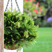 DECORATIVE LANDSCAPING HANGING BASKET F28CM HD FERN - Изкуствени растения<<<Стайни растения<<<Градина<<<Praktiker
