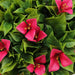 DECORATIVE LANDSCAPING HANGING BASKET ROSSIMA BOUGAINVILLE - Изкуствено озеленяване<<<Мрежи и