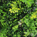 DECORATIVE PANEL 50X50CM 1PC FERN HD HD-10400 - Изкуствено озеленяване<<<Мрежи и огради<<<Градина<<<Praktiker